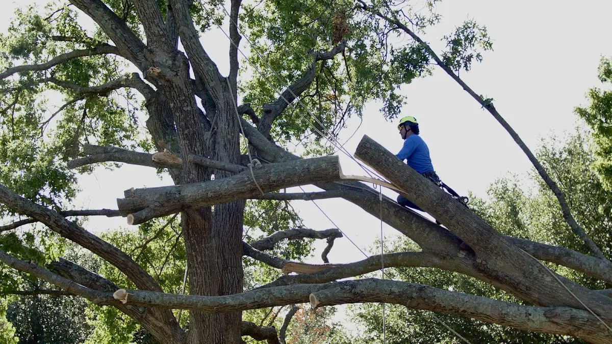 Professional Hazardous Tree Removal performed by certified arborists in Wingate